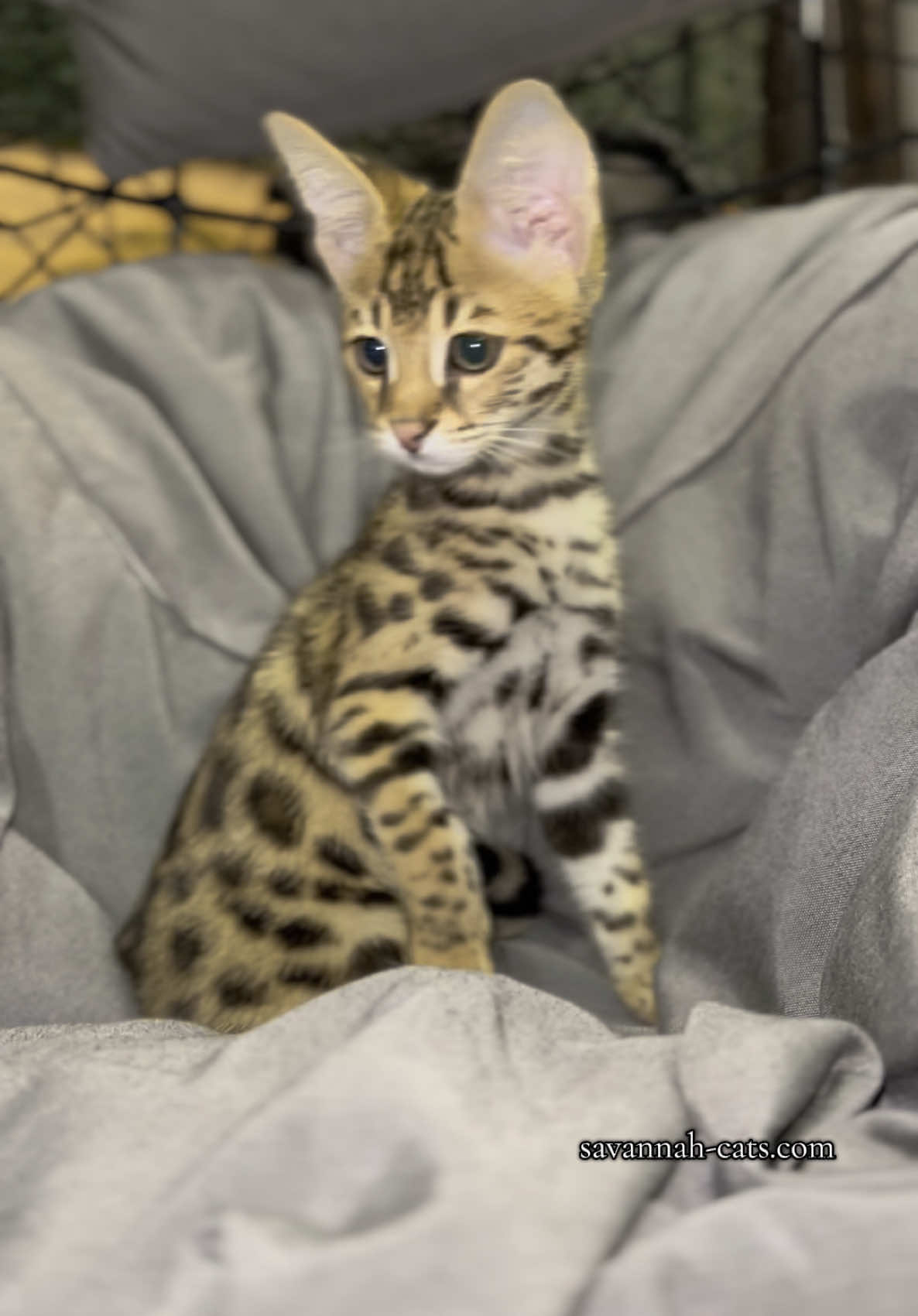The Ashera cat that was made popular on the internet; which is still a F1 Savannah Cat! Just with bengal blod :) #savannahcat #bengalcat #ashera