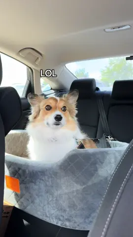 Took Rocket to Disney (vet) this weekend to update vaccines and checkup! Healthy boy! ☺️🚀🐭 @Alexis To  . . @PetSmart @Banfield Pet Hospital @Disney @Disney+ @Disney Parks  #banfield #petsmart #petsmartmademebuyit #creatorsearchinsights #vet #veterinarian #dogtor #doctor #fyp #fy #foryoupage #corgi #corgisoftiktok #tiktok #pembrokewelshcorgi #rocket #corgis #corgination #dog #dogsoftiktok #dogs #dogtok #doggo #doggo #cute #corgipuppy #trend #corgiracing #saturday #corgishedding #creatorsearchinsight #disney #disneyland #disneyworld #mickeymouse #tuesday 