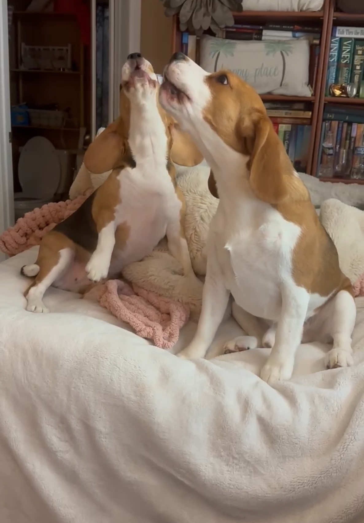 We really hate when mommy leaves us to get groceries 😤 #beagle #beaglepuppy #boydog #screamitout 