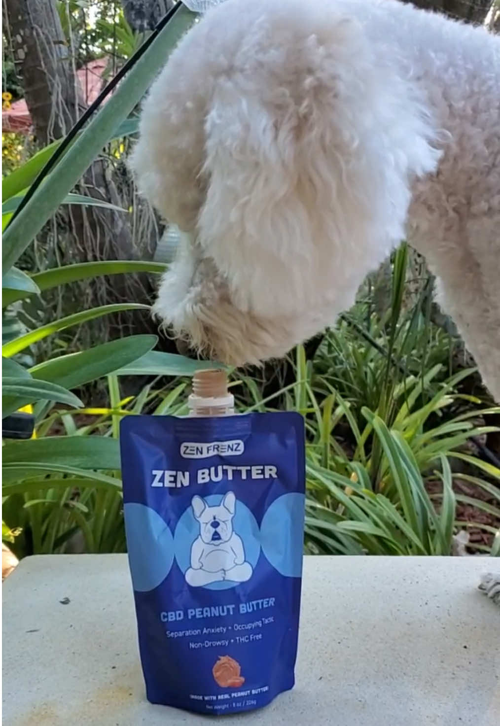 Tell me your dog’s obsessed with peanut butter without telling me… 🍯😅 Amadeus turned into a lick mat legend for his @zenfrenz Zen Butter 🐶💚 #GoodestBoyDeservesIt #ZenModeActivated #DogMomLife #LickMatApproved #ZenFrenz #PeanutButterPup #AnxiousDogNoMore #PetTok
