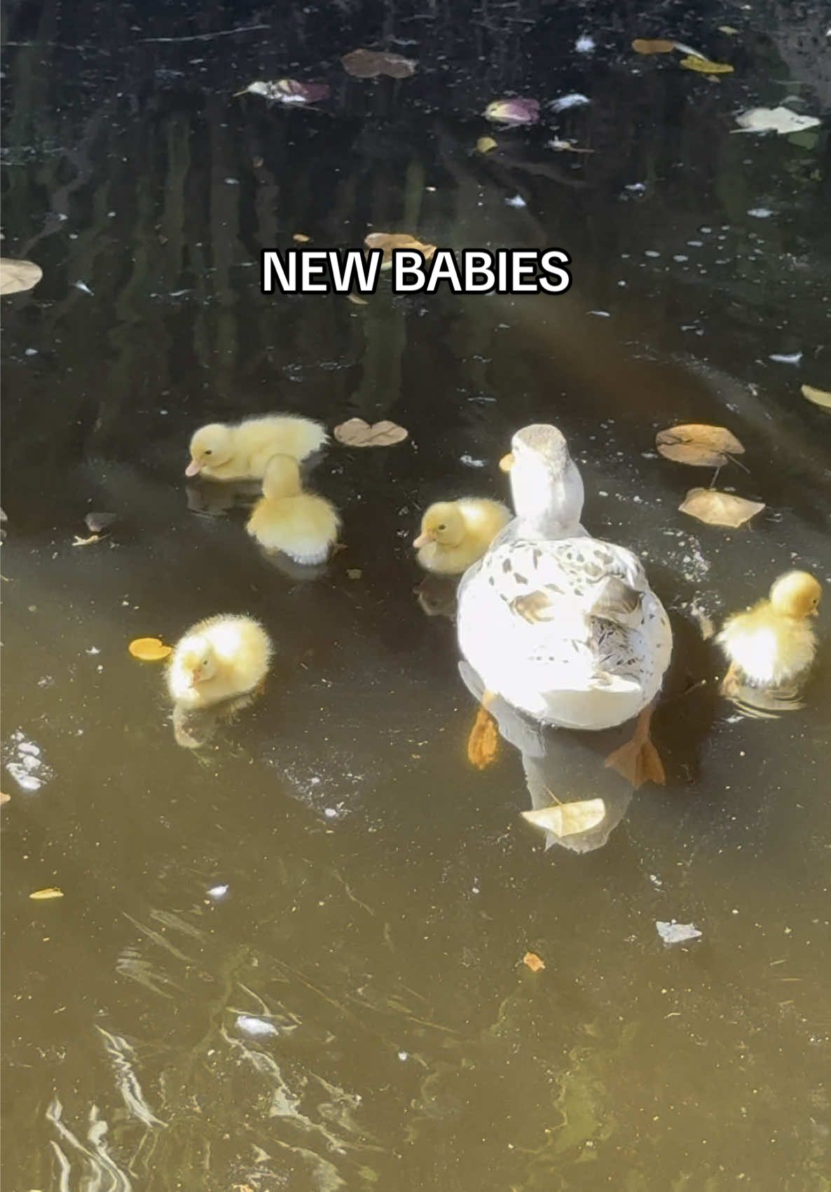 Another 5 babies on the ranch 🐣 #farmlife #animals #fyp #babyducks #ducks #ranchlife 