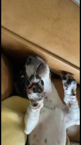 #wienerdog #hotdog #idonteventhinksonce #dacshundsoftiktok 