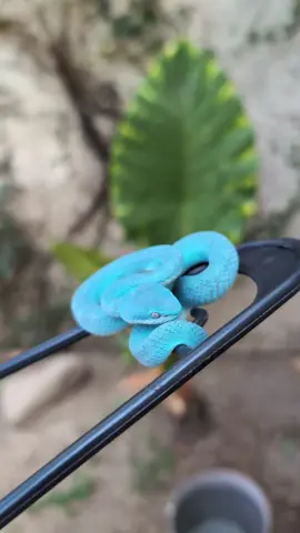 baby blue pit Viper  #bluepitviper #blue #bluesnake #fyp #bluelover #snake #reptiles #natural #nature #animals #wildlifephotography #