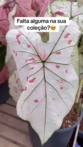 Maravilhoso Caladium 💚🤍 Comente aqui qual você gostou mais 😍 Cheque a disponibilidade em nosso site 🪴 #caladium #caladiumplants #plantas #plants #plantastiktok #plantasraras #urbanjungle #urbanjunglebrasil #urbanjunglebloggers #plantasdeinterior 