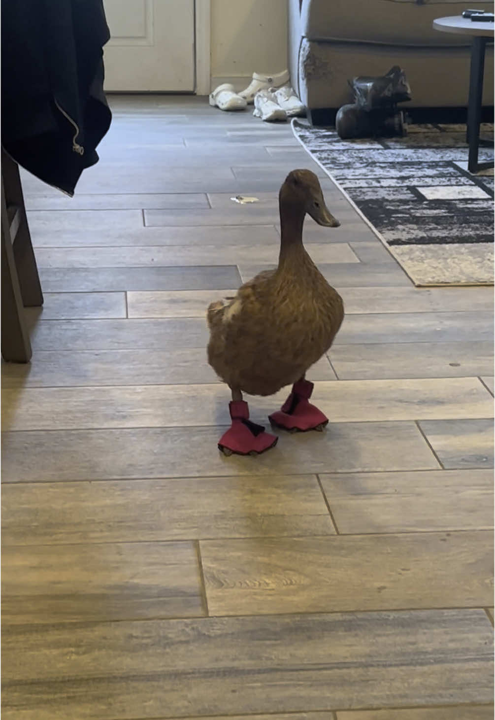 These boots are made for walkin👢 #meetrufus #quack #babies #cuteducks #viral #funnyduck #brownduck #pets #rufus #louie #ducks #animalsoftiktok #farmlife #louieandrufus #funnyamimalsontiktok #ducksoftiktok #khakiCampbell #petduck #funny #dachshund #bubbles 