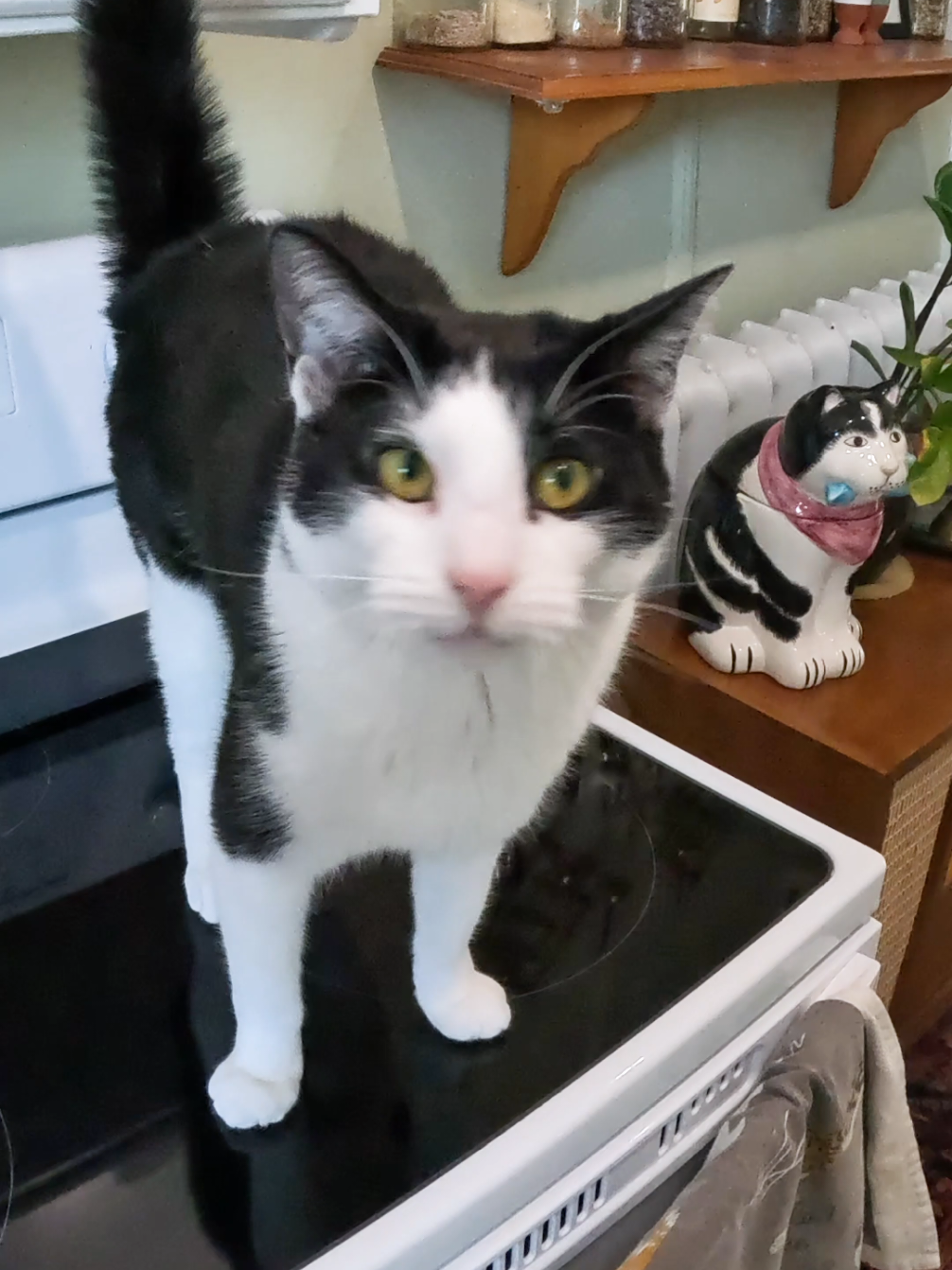 ceramic imposter  #cattok #catlover #tuxedocat #cat #catsoftiktok 