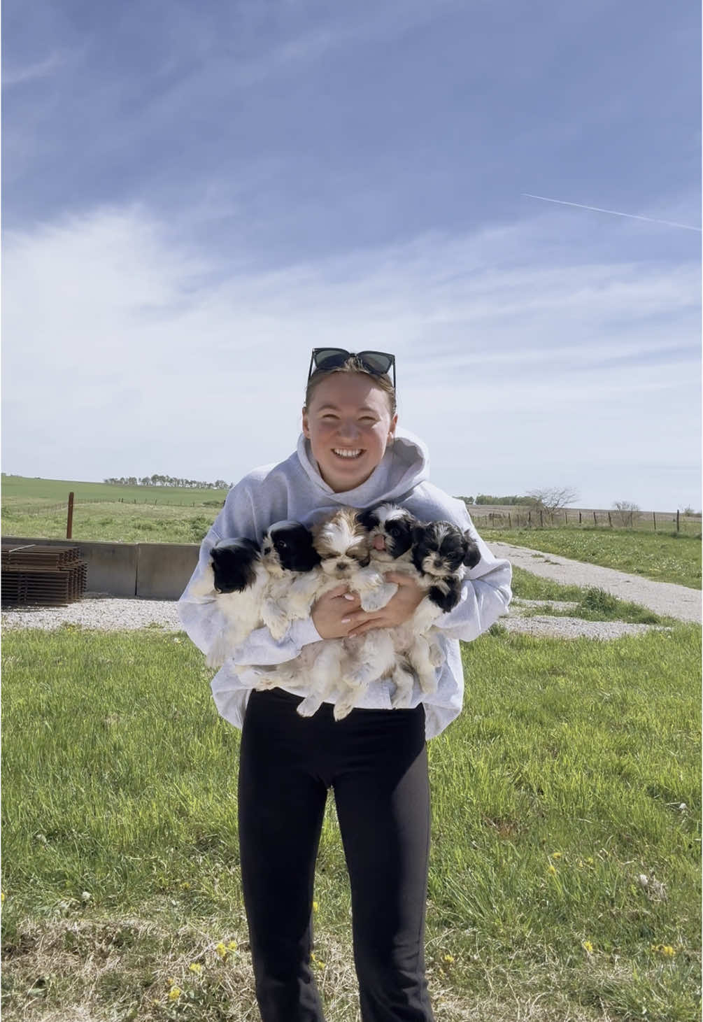 We have Shih Tzu puppies, ready to find their forever home! Find us online at www.holtkampfamilyfarms.com #adorablepuppies #puppiesoftiktok #shihtzupuppy #shihtzusoftiktok #puppiesforsaleusa #puppylover #shihtzulovers #shihtzupuppies #ilovepuppies #familypuppy #familydog #fureverhome #fureverfamily 