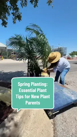 Essential Plant Tips for New Plant Parents #planttips #houseplantcare #gardeninghacks #plantparent #lifehacks @Lowe’s #creatorsearchinsights 