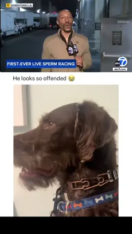 #fypシ #trending #fyp #xyzbca #viral #dogsofttiktok #dog #doglover #dogs 