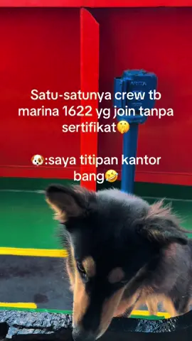 #anjingtiktok🐶 #pelautindonesia #masukberandafyp #fyp #fypage #pelautpunyacerita 