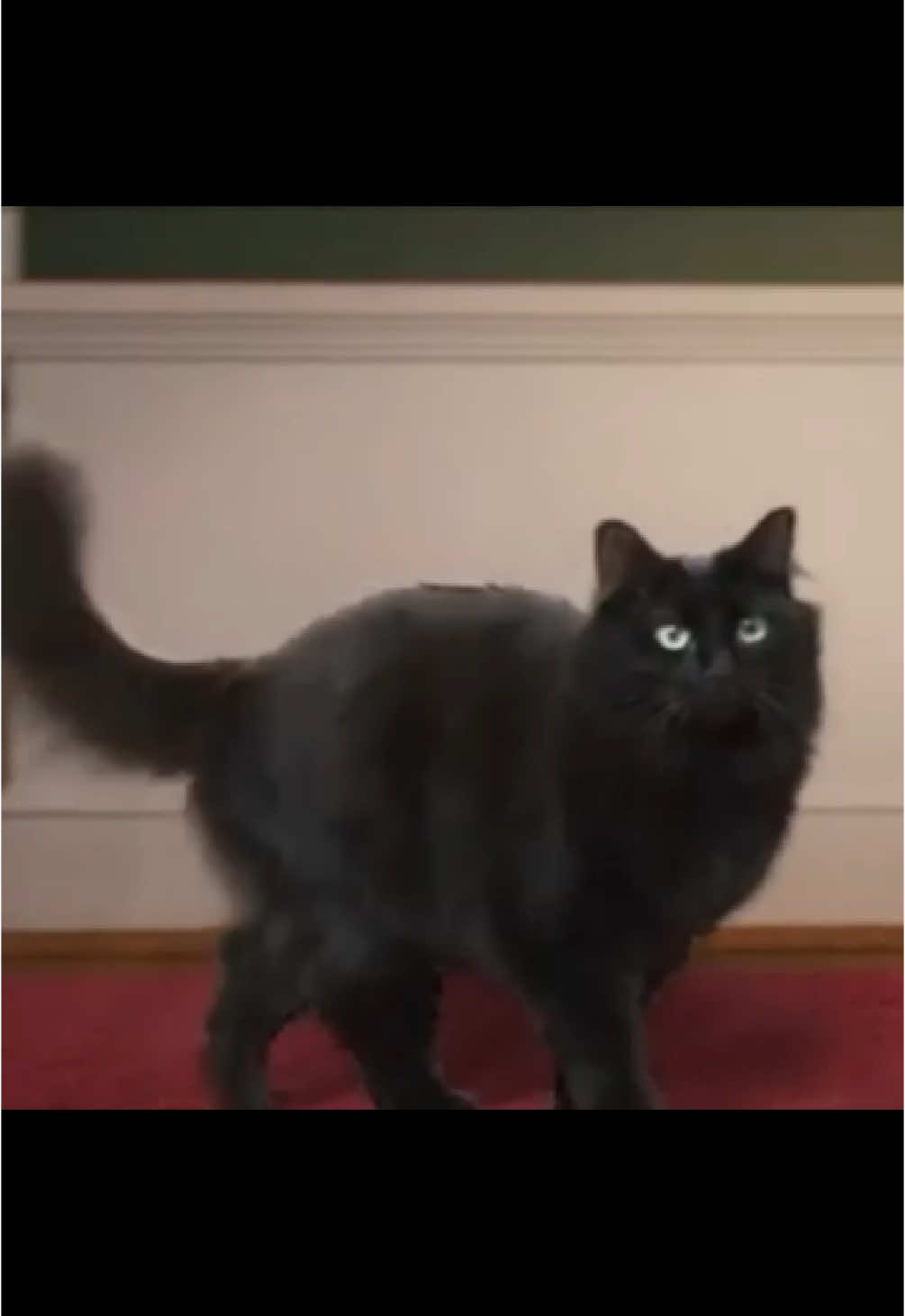 Home Alone with CAT 🐈‍⬛ #dailydoseofinternet #klr #funny #voiceover 