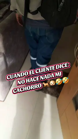 Típico 🐕🐶🤣🤣🤣👷‍♂️ #internet #trabajoenalturas #fibraoptica #telecomunicaciones #riobamba_ecuador🇭🇹🇪🇨 #humor #mascotastiktok 