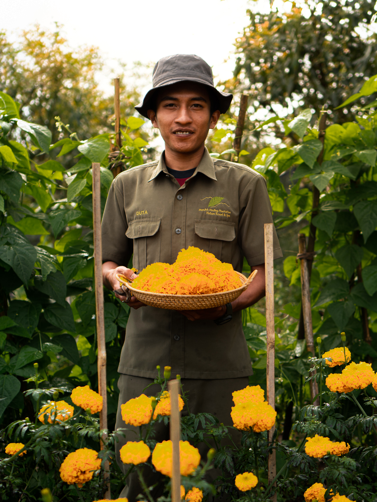 Marigold harvest at MMP’s sustainable garden, celebrating nature’s beauty and mindful farming. . . . . . #marigoldharvest #sustainablefarming #mundukmodingplantation #ecotourismbali #flowergarden #organiclifestyle #balinature #greenliving #farmtotable #natureinbloom