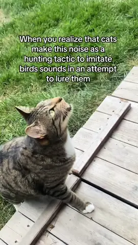 Winston wants them so bad 🤣 #catsoftiktok #cattok 