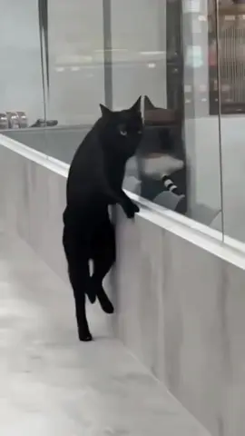 The cat can stand up 😱#funny #funnyvideos #cat #animals #pets #fyp #fouryou #animalsoftiktok #cute 