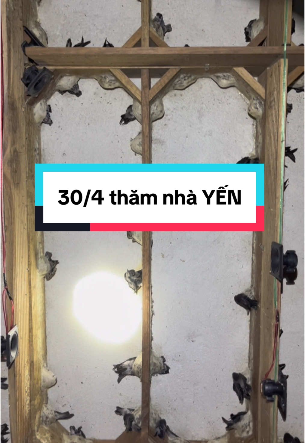 Mãi mãi là yến nước ta nhé yến ơi 