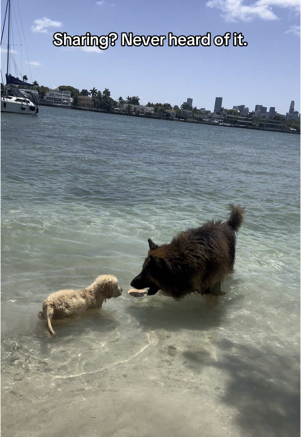 #germanshepherd #puppy #dog #dogsoftiktok #goldenretriever #boatlife 