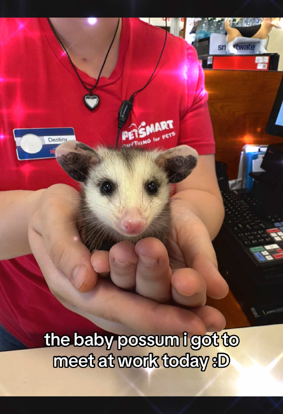 she was such a little cutie🥹😩 #fyp #opossum #rescue #ilovemyjobsometimes #opossumsoftiktok 