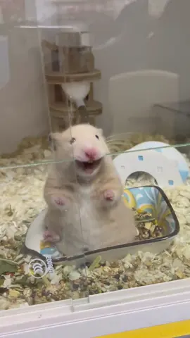 “Hamsters make great family pets”#fyp #foryou #viral #animals #cute #tiktok #pet 