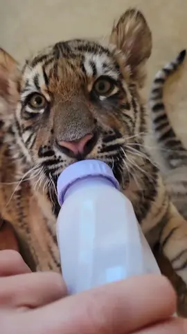 Blink of an eye #animalseating #animals #animalsoftiktok #baby #gotmilk #carnivorediet #Foodie #foodtalk 