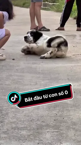 Kênh Kangal _ Alabai vietnam đã bị xoá rồi. Buồn - hụt hẫng . Vì chẳn có 1 tin thông báo nào.  Mọi người đam mê ALABAI và KANGAL có còn nhớ mình ko? Nếu có ... cho mình 1 comt nhé. Yêu thương ❤️❤️❤️❤️ #kangal  #alabaidog  #bigdog  #lovedogs 
