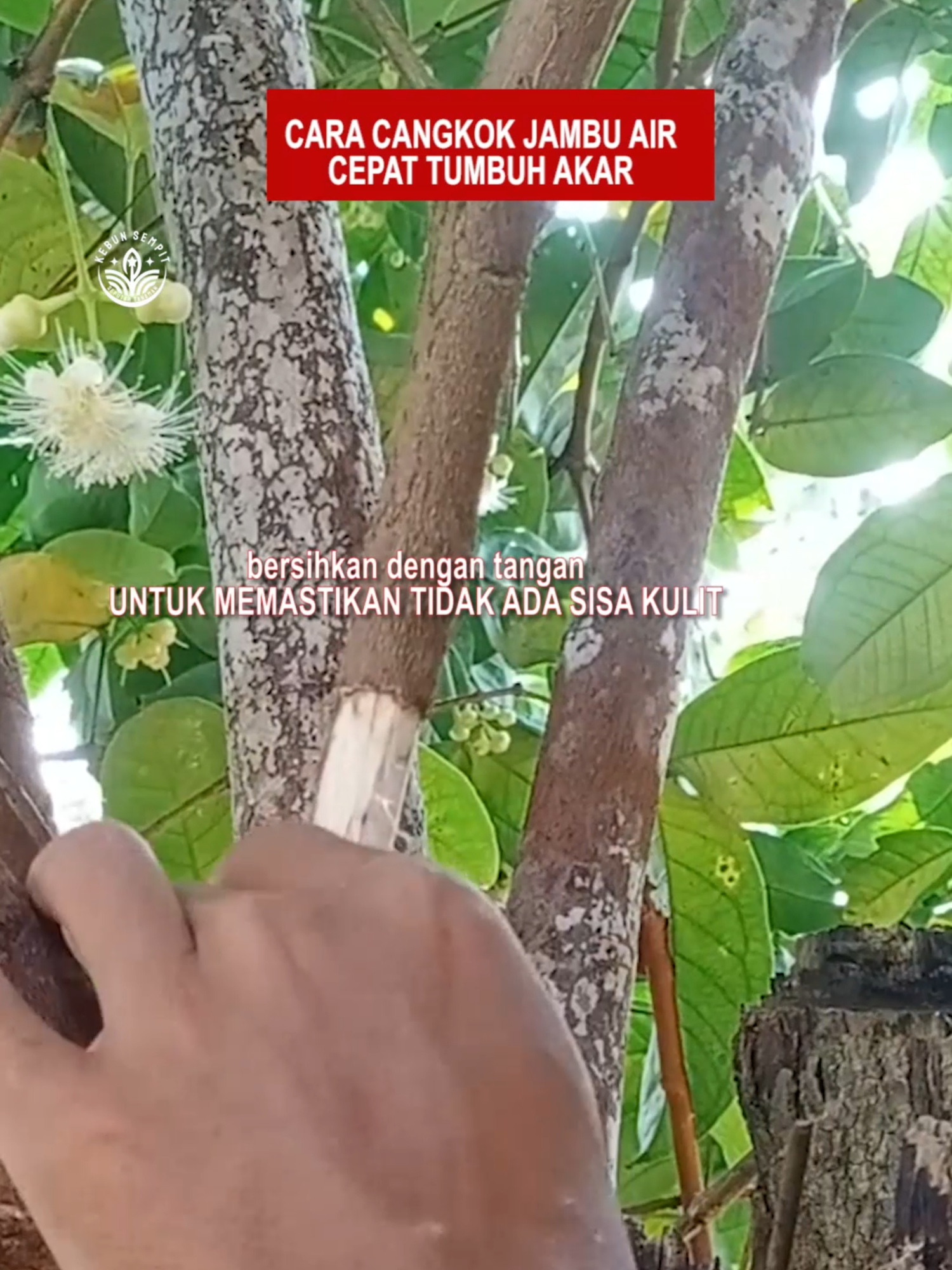 cara cangkok pohon jambu air CEPAT TUMBUH AKAR  mencangkok pohon buah, mencangkok jambu air, cara mencangkok jambu air, cara mencangkok jambu air agar cepat berakar, cara mencangkok tanaman jambu air, tutorial mencangkok pohon jambu air, cara mencangkok batang jambu air, cara cepat mencangkok jambu air agar cepat tumbuh akar, cara cangkok jambu air, cangkok jambu air, cara mencangkok pohon jambu air, cara mudah mencangkok jambu air, teknik mencangkok jambu air, tips mencangkok jambu air, tutorial mencangkok jambu air, mencangkok jambu, cara mencangkok jambu air yg benar, cara cangkok pohon jambu air   #cangkok #cangkokan #cangkokjambuair #jambuair #pohonjambu #pohonjambuair #caramencangkok #mencangkokpohon #mencangkok #tutorial #tutorialmencangkok #tutorialbertani #tipsandtricks #tipsbertani #tipsmencangkok #tipsberkebun #gardening #farming #gardeningtips #shorts #shortsvideo #planttiktok