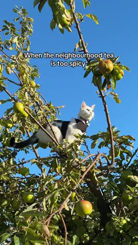 Climb to the highest so you can see whatsup 🤣  #catsoftiktok #catlover #catlife #catloversclub #fyp #fypシ゚ #tabbycat #catmomlife #catasmr #cats #funnycat #catvideo #kitten #kittentok #catmom #kittenlove 
