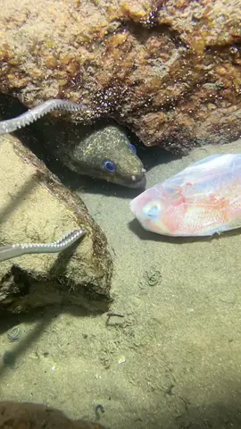 #diving #crab #catchthesea #seaside #seafood #fish #eel #lobster #seangsolofishing