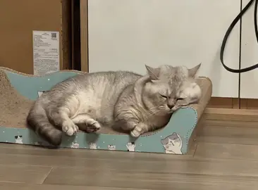 #cat #ai 