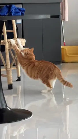 #fyp #cat 