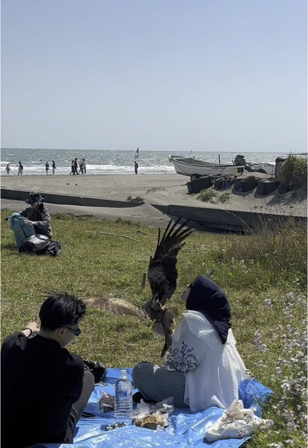 Ditabrak Elang 🦅#piknik #pantai #kamakura #CapCut 