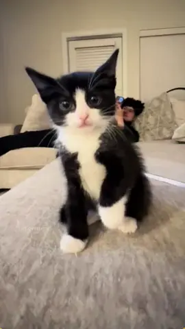 Even when the cat is angry, it is so cute. #cat #catsoftiktok #catlover #funny #funnyvideos #foryou #fypage #fypツ #funnycat #funnytiktok #kittensoftiktok 