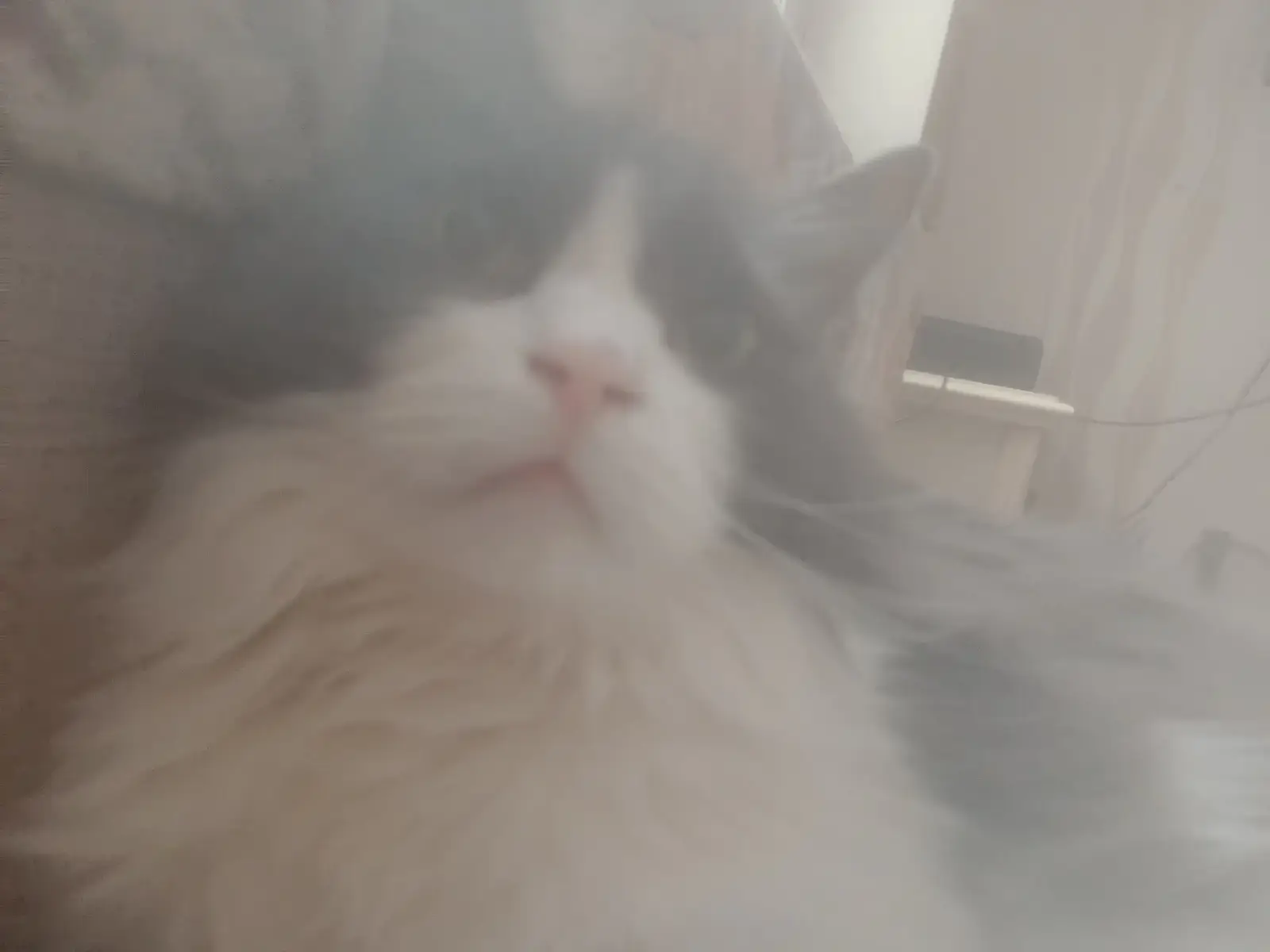 кот2