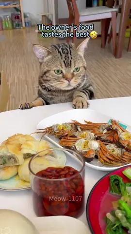 The owner's food tastes the best🤣#cat #cats #funny #catlover #funnycat #funnytiktok 