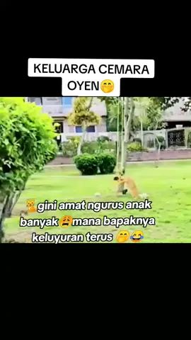 #oyenbarbar #keluargacemara #anakkucinglucu #hiburantiktok #kucingoren 