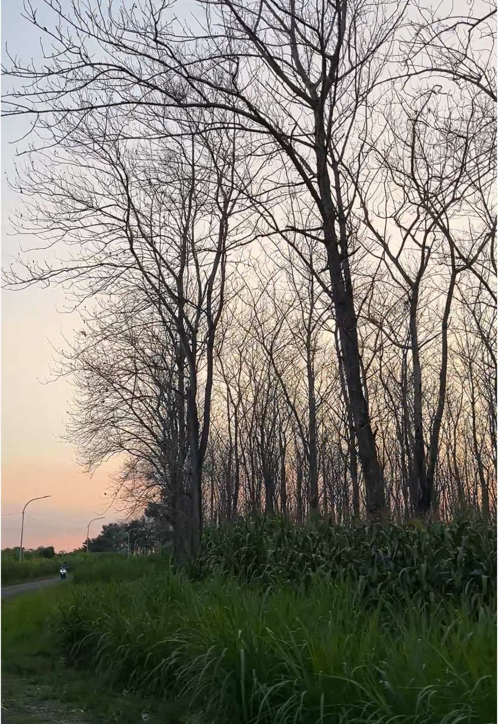 Suasana senja di jalanan Kedung Makam - Sadang ( Jatirogo - Tuban ) #kedungmakam #sadang #jatirogo #senja #hutanjati #tuban #pemandanganalam #fyp #trending #viral #fyppppppppppppppppppppppp 