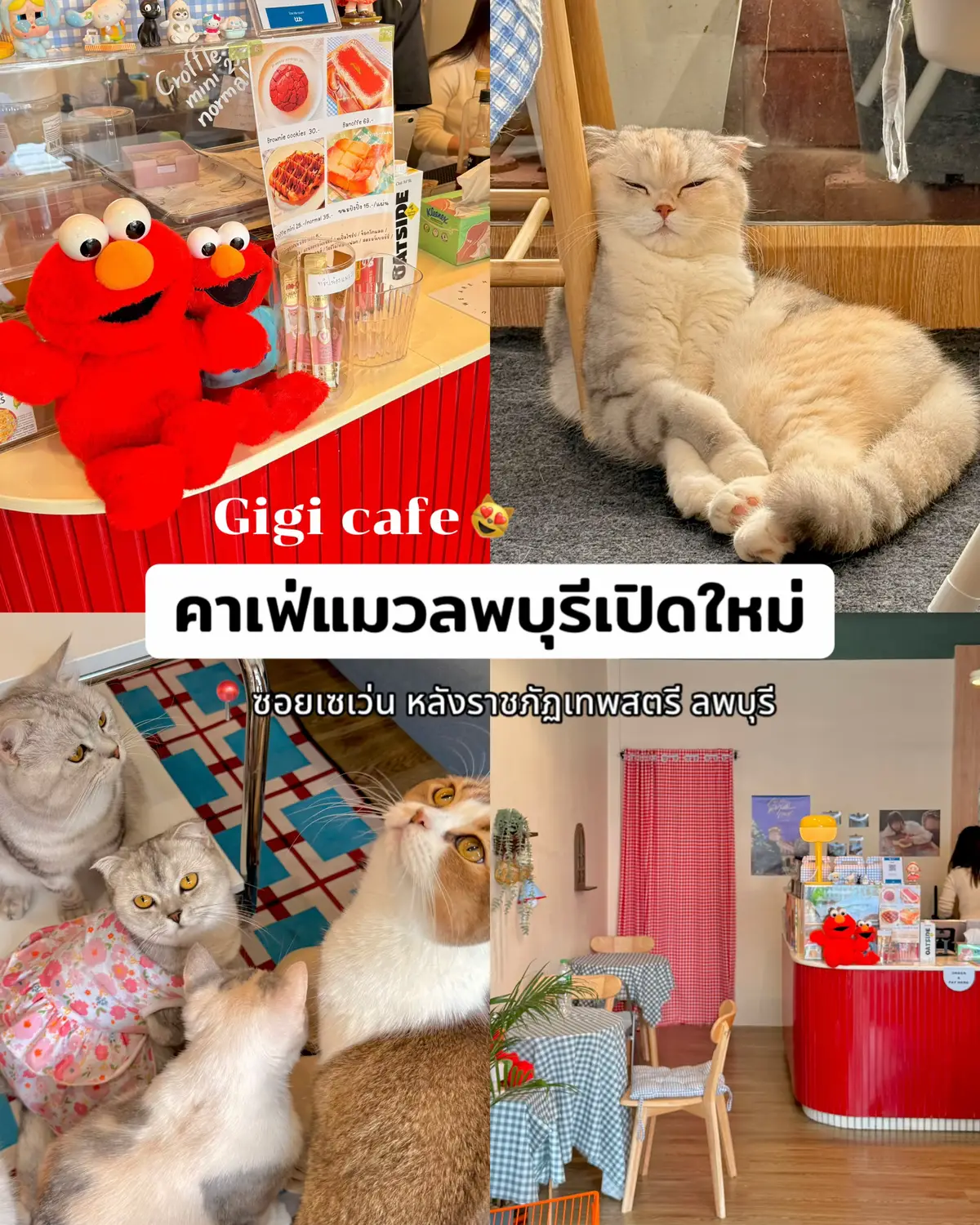 รอต้อนรับทาสกันเต็มร้านเลย สายทาสแมวห้ามพลาด น่ารักทุกตัว! 📍พิกัด : เข้าทางซอยเซเว่นหลังราชภัฏ ร้านอยู่ขวามือกลางซอย เป็นตึกแถว ⏰เปิดทุกวัน  10:00-20:00 น. #tiktokรีวิว #ฟีดดดシ #เทรนด์วันนี้ #tiktokพาเที่ยว #pov #ทาสแมว #เที่ยวลพบุรี #คาเฟ่เปิดใหม่ #GigiCafe #กิกิคาเฟ่ #คาเฟ่เปิดใหม่ลพบุรี #คาเฟ่ลพบุรี #คาเฟ่แมวลพบุรี 