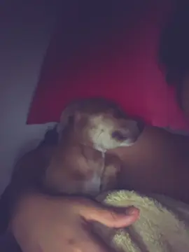 MY SHEILA