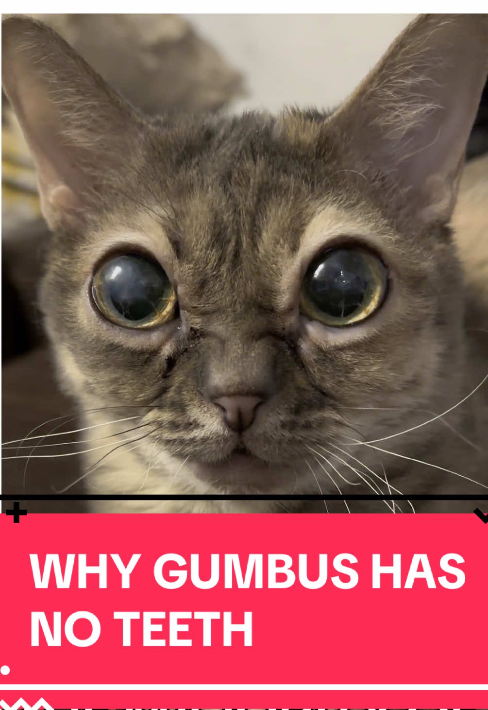 Replying to @uraveragegeek  #fyp #foryoupage #Gumbus #rescuekitten #catsoftiktok #kittensoftiktok #rescuecat 