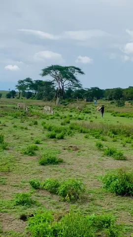 Duurjoogta iyo nature ka greenka waa quruxda dunidan taal 🔥🔥🔥🎫🎫. #viral #trendingvideo #fyp #dalxiis #adventure #somalitiktok12 #hftoursandtravel #somaligirls #views #nairobitiktokers #somalia #somaliland #tiktokviral #worl 