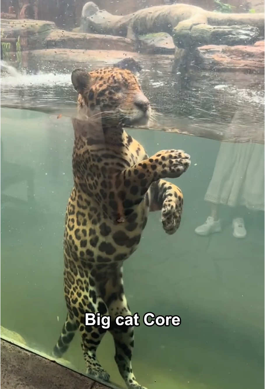 Big cat core #animal #fypシ #foryou #funny #cute #usa🇺🇸 #pet #tiktok #fyp #funnyvideos #fun #animals #animalsoftiktok #animal #funnymoments #usa #leopard #leopards 