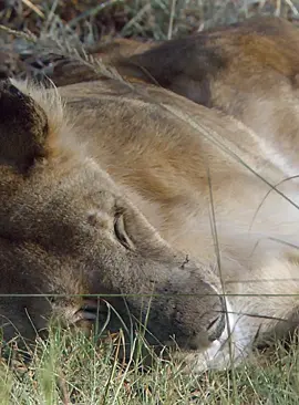 #fyp #animals #wildlife #foryoupage #lion 