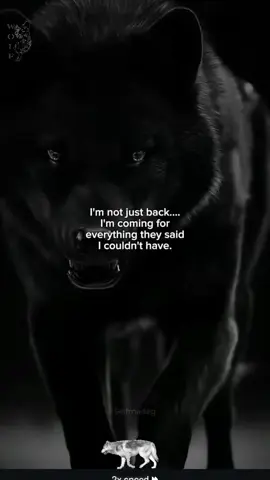Wolf 💯#wolf #wolfpack #CSA #fyppppppppppppppppppppppp #fy #fypp #fypシ゚viral #fyp #ftt #tiktokusa #_tiktok #tiktok #genxtiktokers #genx #ohio #mengo #westvirginia #hatfield #f 