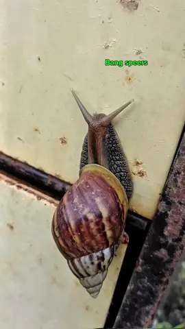 Cacing paru tikus 