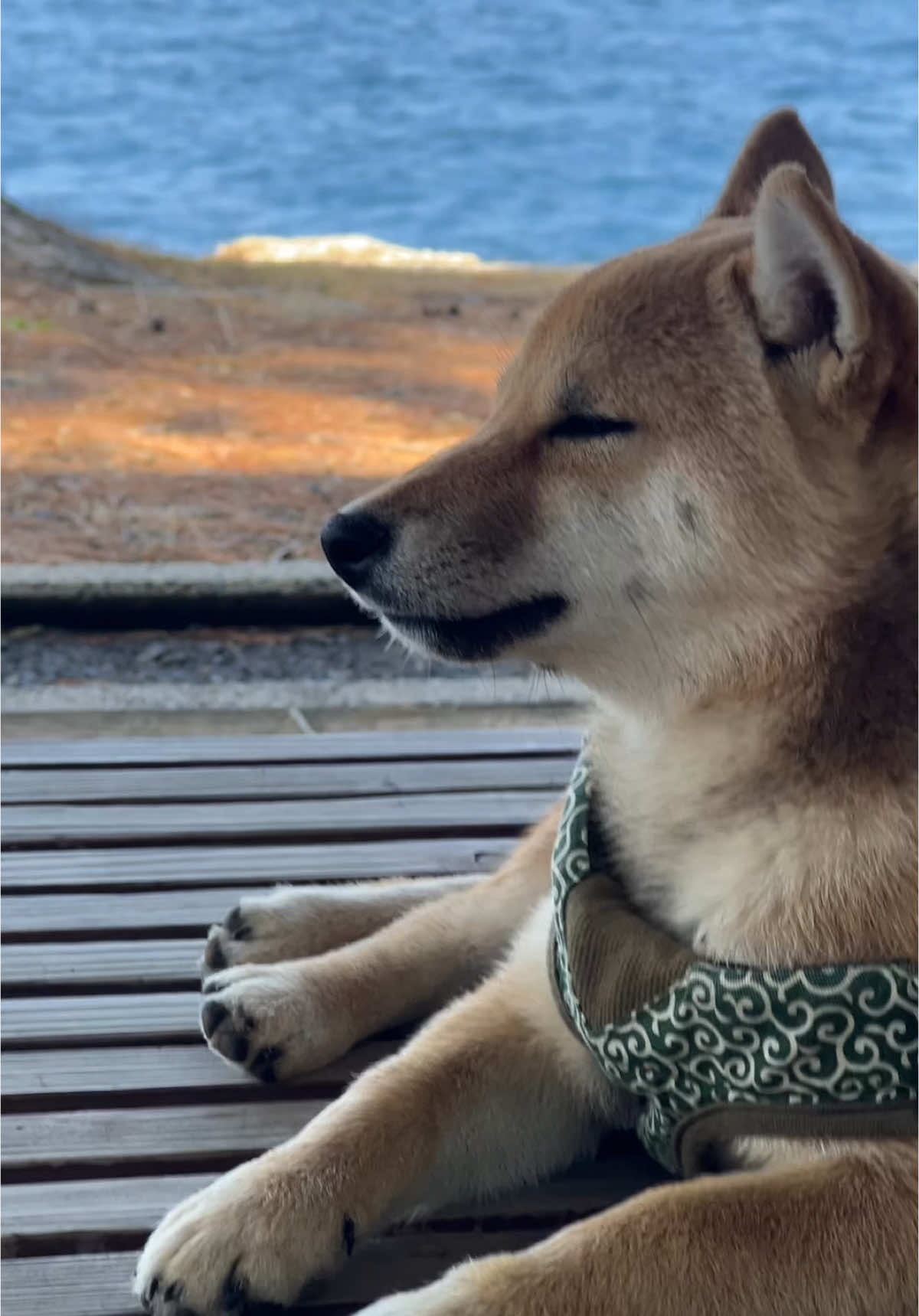 Day 106🇯🇵🐾 Izumo Taisha Day⛩️ Izumo Taisha is one of the oldest and most important Shinto shrines in Japan🇯🇵 Located in Shimane Prefecture, it is dedicated to Okuninushi, the god of good relationships, love, and matchmaking🥰 It was a good day, and our walk continues♪