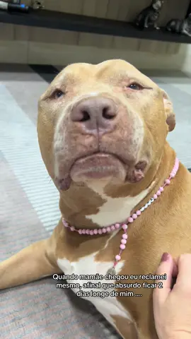 Reclamo mesmo 😂 #foryou#viral#fy#pitbull#tiktok#cachorrosfofos#cachorro#pets#animaisnotiktok#fyy 