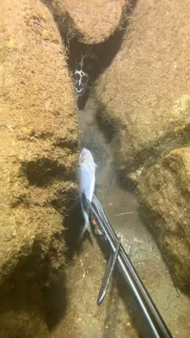 #diving #catchthesea #seaside #underwater #eel 