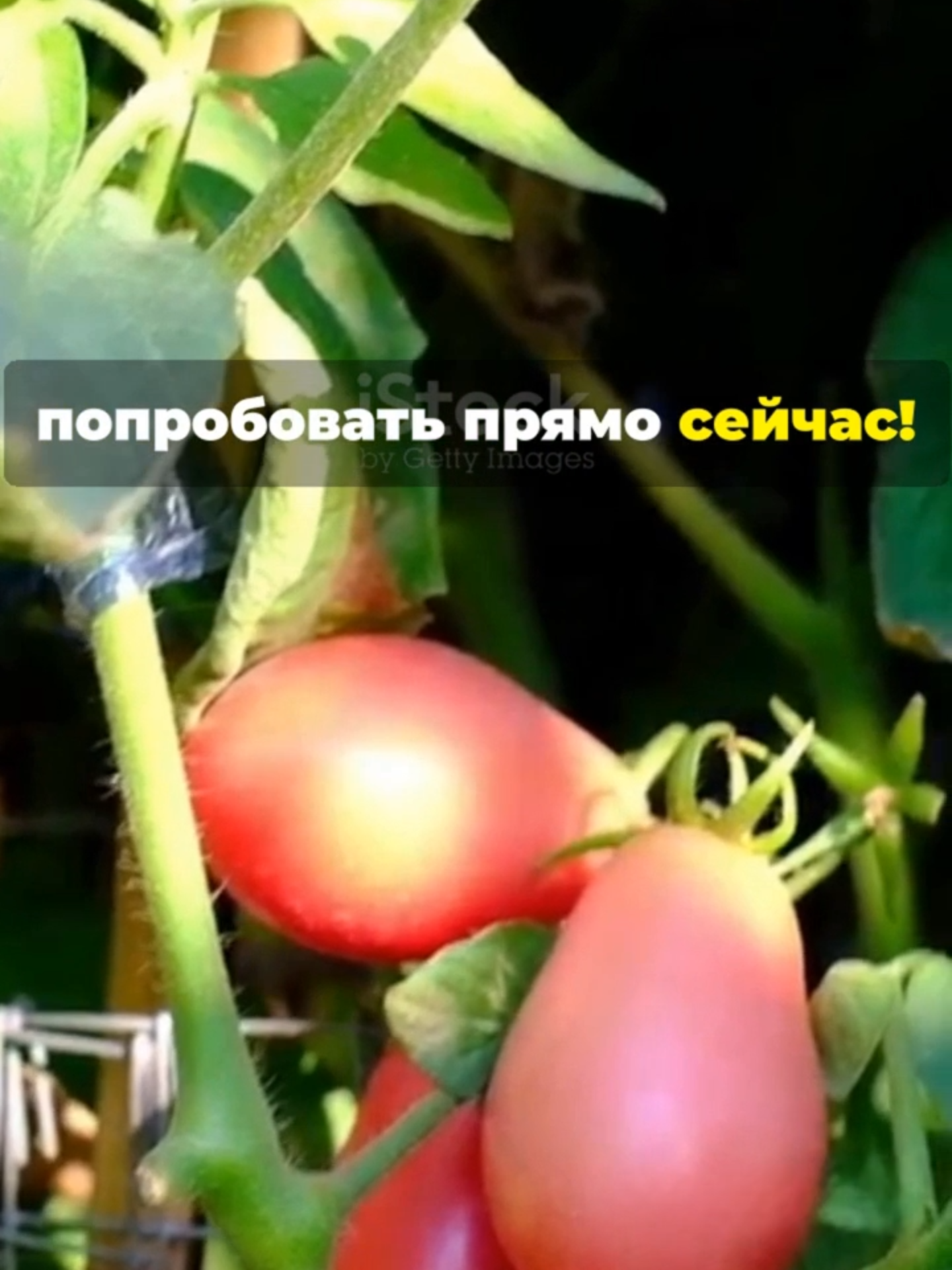 Здоровые и крепкие помидоры с помощью йода и молоко!