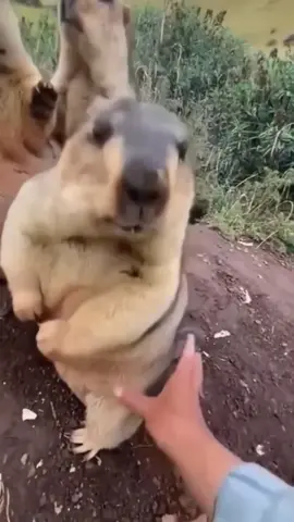 Marmots 😂 #tiktok #fyp #animals #cute #marmot 