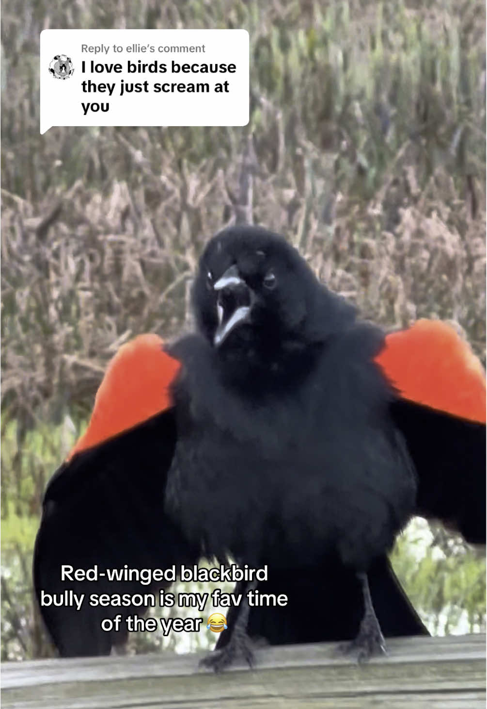 Replying to @ellie why they so cute when angry??? 😡 🗣️ 